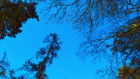 Blauer-Morgenhimmel-Abendhimmel-Bäume,-Blumen,-Zweige,-Schöne-Grünliche-Pflanzen-Im-Pildammsparken-Malmö-Schweden