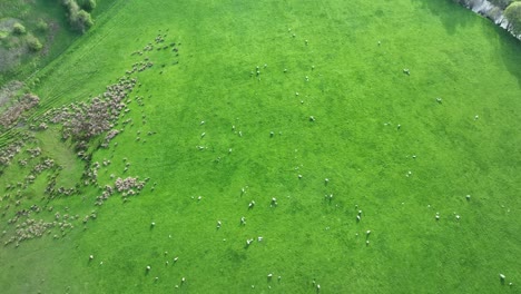 Tilting-Aerial-Drone-Shot-Of-A-Herd-Of-Sheep