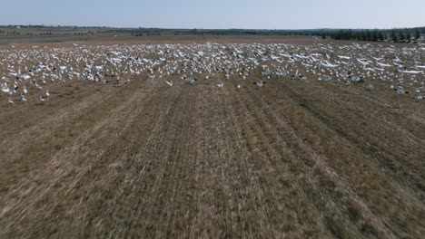 Snow-Goose-Migration---Snow-Geese-Flew-Away-In-The-Field-As-The-Drone-Passed-By