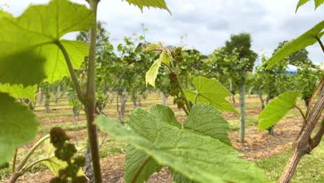 Close-up-of-grape-vine-leaves