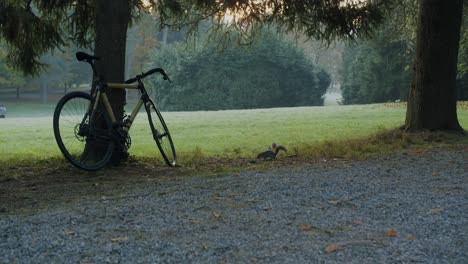 Zwei-Neugierige-Eichhörnchen-Versuchen-Zu-Verstehen,-Was-Ein-Fahrrad-Ist