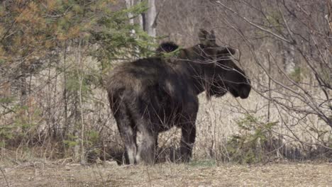 Wild-Bull-Moose-Turns-Its-Head-While-Standing-In-Natural-Habitat