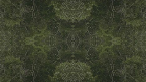Greenery-Kaleidoscope-using-forest-imagery-from-Wissahickon-Creek,-Philadelphia,-#43