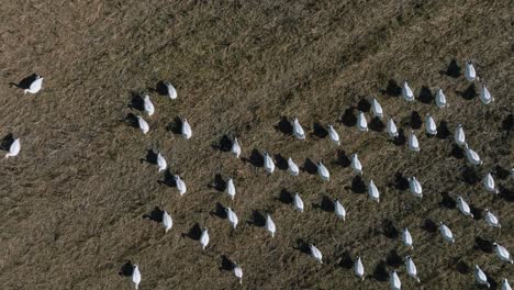 Flock-Of-Farm-Grown-Birds-Gathering-In-The-Extensive-Pasture-During-The-Day