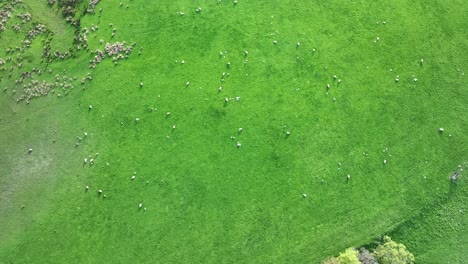 Static-Aerial-Shot-Of-A-Herd-Of-Sheep