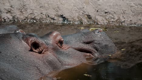 El-Hipopótamo-Escapa-Del-Calor-Enfriándose-En-Un-Pozo-De-Agua