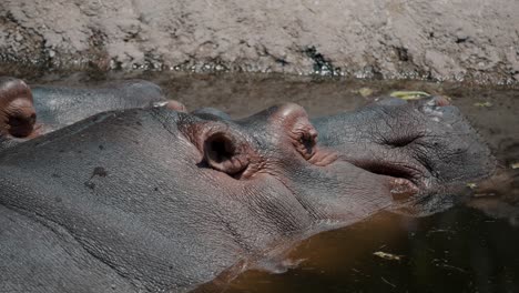 Relajante-Hipopótamo-En-Un-Estanque-Durante-El-Día-Soleado
