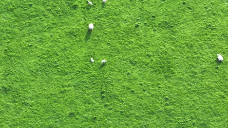 Static-Aerial-Shot-Of-A-Sheep-And-Young-Lambs-Eating-Grass