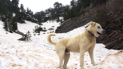 Schäferhund-Wartet-Auf-Schafe,-Die-Vom-Schneebedeckten-Berg-Absteigen