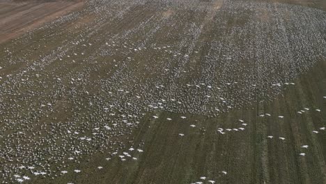 Erstaunliche-Aussicht-Auf-Vogelschwärme-In-Großen-Schwärmen-über-Feldern