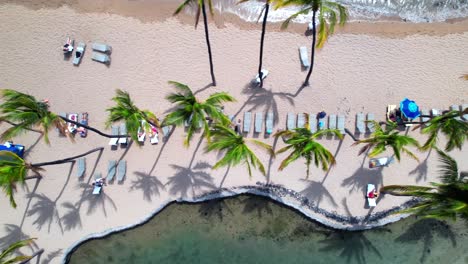 Top-down-drone-shot-of-palm-trees-on-sand-beach-in-tropical-island-Hawaii