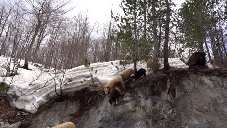 Sheep-and-lambs-jumping-from-steep-slope-on-mountain-covered-by-snow