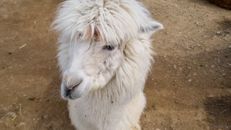 White-llama's-head