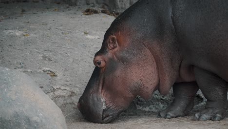 Hippopotamus-Feeding-On-Dried-Grass-In-A-Zoo---close-up-shot
