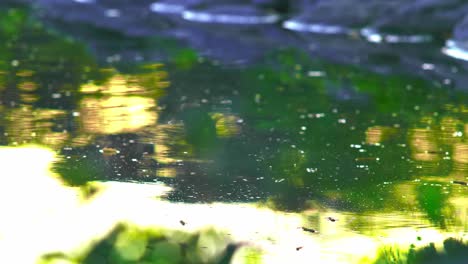 Farbiger-Wasserfluss-Am-Frühen-Morgen,-Dunkle-Bäume-Und-Grasreflexion-Im-Fluss,-Während-Er-Naturbäume,-Blumen,-Äste-Fließt
