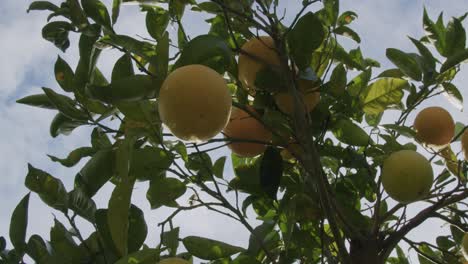 Some-yellow-oranges-wait-to-mature-on-a-tree-during-a-sunny-morning-in-autumn-in-Naples-in-Italy---03