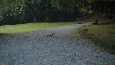 Two-young-squirrels-are-waiting-in-the-middle-of-the-road-in-a-park