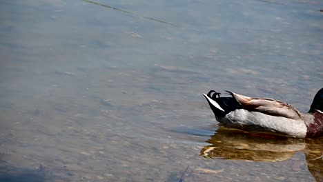 single-mallard-duck-in-the-pond