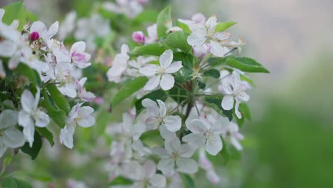 Apple-blossoms-wobbling-slightly-in-the-wind---close-up-footage