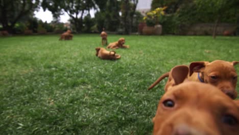 Some-vizsla's-puppy-dogs-want-to-play-with-the-camera-running-and-trying-to-bite-it