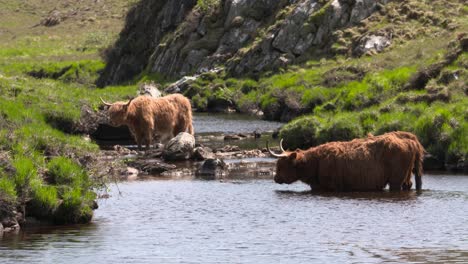 Vacas-De-Las-Tierras-Altas-En-El-Río,-Tierras-Altas-Escocesas