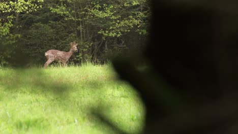 Beautiful-young-roe-deer-observed-through-tree-branches-grazing-in-a-green-meadow-in-Vosges-France-4K-slow-motion