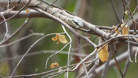 Flying-snake-in-tree-finding-food-