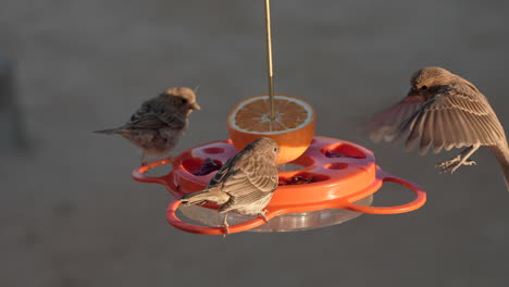 House-finches-gather-around-a-backyard-bird-feeder---slow-motion-bird-in-flight