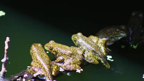 Juvenile-Green-Frogs-on-a-branch