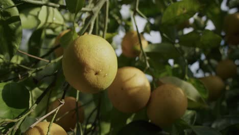 Algunas-Naranjas-Amarillas-Esperan-Para-Madurar-En-Un-árbol-Durante-Una-Mañana-Soleada-En-Otoño-En-Nápoles-En-Italia---07