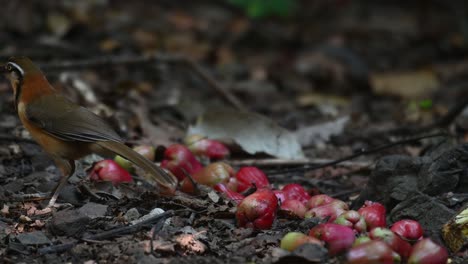 Seen-feeding-on-fruits-on-the-ground-deep-in-the-forest,-Lesser-Necklaced-Laughingthrush-Garrulax-monileger,-Kaeng-Krachan-NAtional-Park,-Thailand