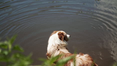 An-Australian-Shepherd-cools-off-in-the-river-on-a-hot-day
