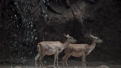 Close-up-shot-showing-couple-of-young-deers-resting-in-cave-beside-waterfall-during-daytime