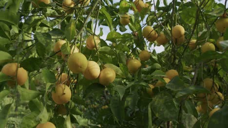 Some-yellow-oranges-wait-to-mature-on-a-tree-during-a-sunny-morning-in-autumn-in-Naples-in-Italy---02