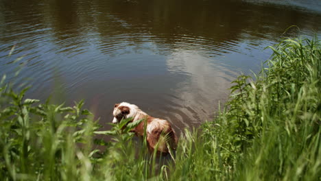 Australischer-Schäferhund,-Der-Im-Heißen-Sommer-Am-Fluss-Nach-Erfrischung-Sucht