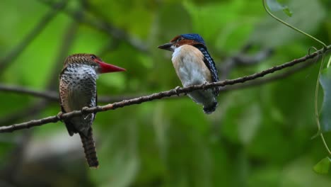 A-female-parent-bird-on-the-left-and-a-male-fledgling-facing-each-other,-Banded-Kingfisher-Lacedo-pulchella,-Kaeng-Krachan-National-Park,-Thailand