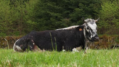Vosgienne-Vaca-En-Blanco-Y-Negro-Especies-Raras-Descansando-En-Un-Prado-Verde-En-Primavera-Vosges-Francia-4k