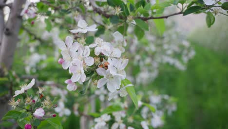 Apfelbaum-Mit-Seinen-Blüten,-Die-Leicht-Im-Wind-Wehen
