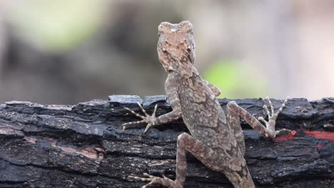 Lizard--female---waiting-for-food-
