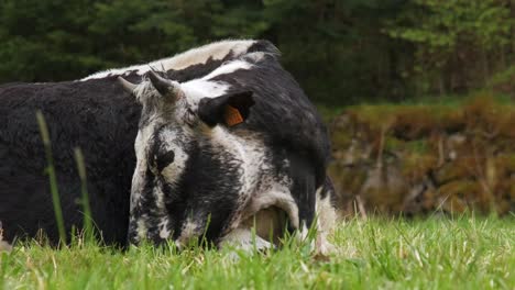 Rare-Vosgienne-black-and-white-cow-sleeping-lying-in-a-green-meadow-in-spring-Vosges-France-4K