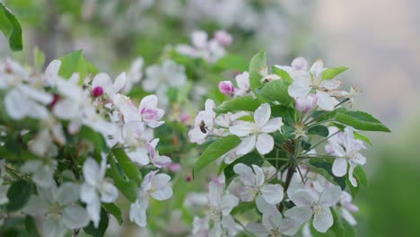 Apple-blossoms-wobbling-slightly-in-the-wind-and-a-bee-is-flying-by---close-up-footage