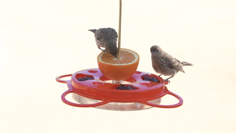Adult-female-house-finches-at-a-fruit-and-jelly-bird-feeder---white-background