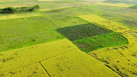Aerial-view-shot-of-A-fertile-farmland