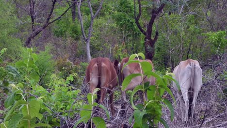 Cows-in-jungle-finding-food-