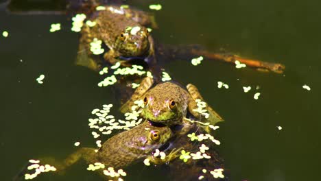 Static-video-of-Juvenile-Green-Frogs-on-a-branch-with-duck-weed