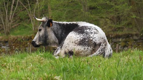 Rare-Vosgienne-black-and-white-cow-resting-lying-in-a-green-meadow-in-spring-Vosges-France-4K