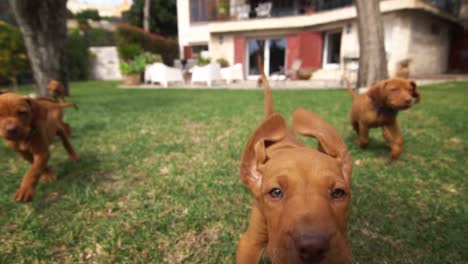 Many-vizsla's-puppy-dogs-run-and-want-to-play-with-the-videocamera-trying-to-bite-it