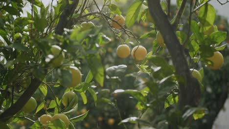 Die-Erste-Morgensonne-Scheint-Auf-Einige-Gelbe-Orangen,-Die-Darauf-Warten,-An-Einem-Baum-In-Neapel-In-Italien-Zu-Reifen