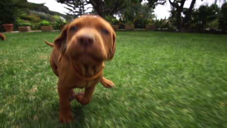 A-one-month-old-vizsla-puppy-dog-runs-and-wands-to-play-with-the-videocamera