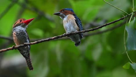 A-female-parent-bird-on-the-left-side-looking-each-other-with-its-male-fledgling-after-feeding,-Banded-Kingfisher-Lacedo-pulchella,-Kaeng-Krachan-National-Park,-Thailand